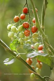 Image du Maroc Professionnelle de  Avec l'introduction des cultures sous abris serres, la région de Dakhla est devenue en très peu de temps célèbre pour ces productions de fruits et légumes destinés à l’export.  Sous d’immenses serres, la production des tomates en grappes bénéficie d’un climat phénoménalement ensoleillé, tempéré et régulier, Mardi 21 Novembre 2006. (Photo / Abdeljalil Bounhar)